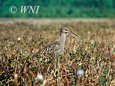 Eurasian Curlew (Numenius arquata)